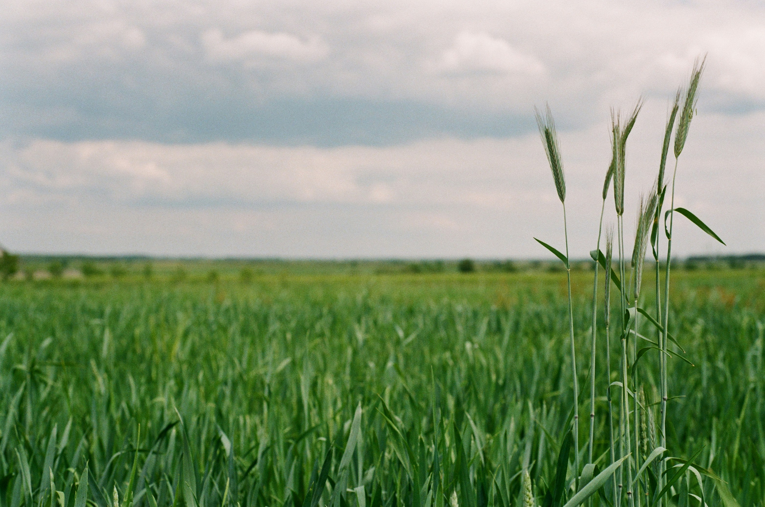 Find Reliable Agrochemicals Source